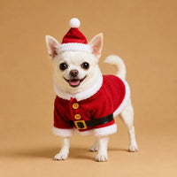 The Christmas Costume on a small dog in a Santa outfit