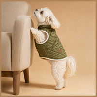 The Classic Winter Vest on a small white dog in a green quilted vest