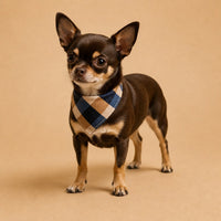 Chihuahua wearing the Fashion Bandana Collar