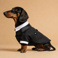 The Black Tie Tuxedo on a dachshund in a black formal tuxedo
