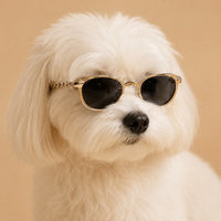 White dog wearing gold sunglasses hairpin