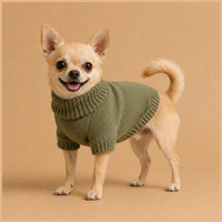 Dog wearing green solid color knit sweater