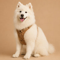 White dog wearing tan winter vest harness