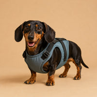 The Waterproof Adventure Vest on a dachshund in a blue waterproof vest