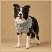 Black and white dog wearing gray winter jacket