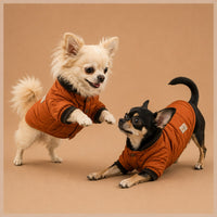The Winter Cotton Dog Pullover on two small dogs in orange winter coats